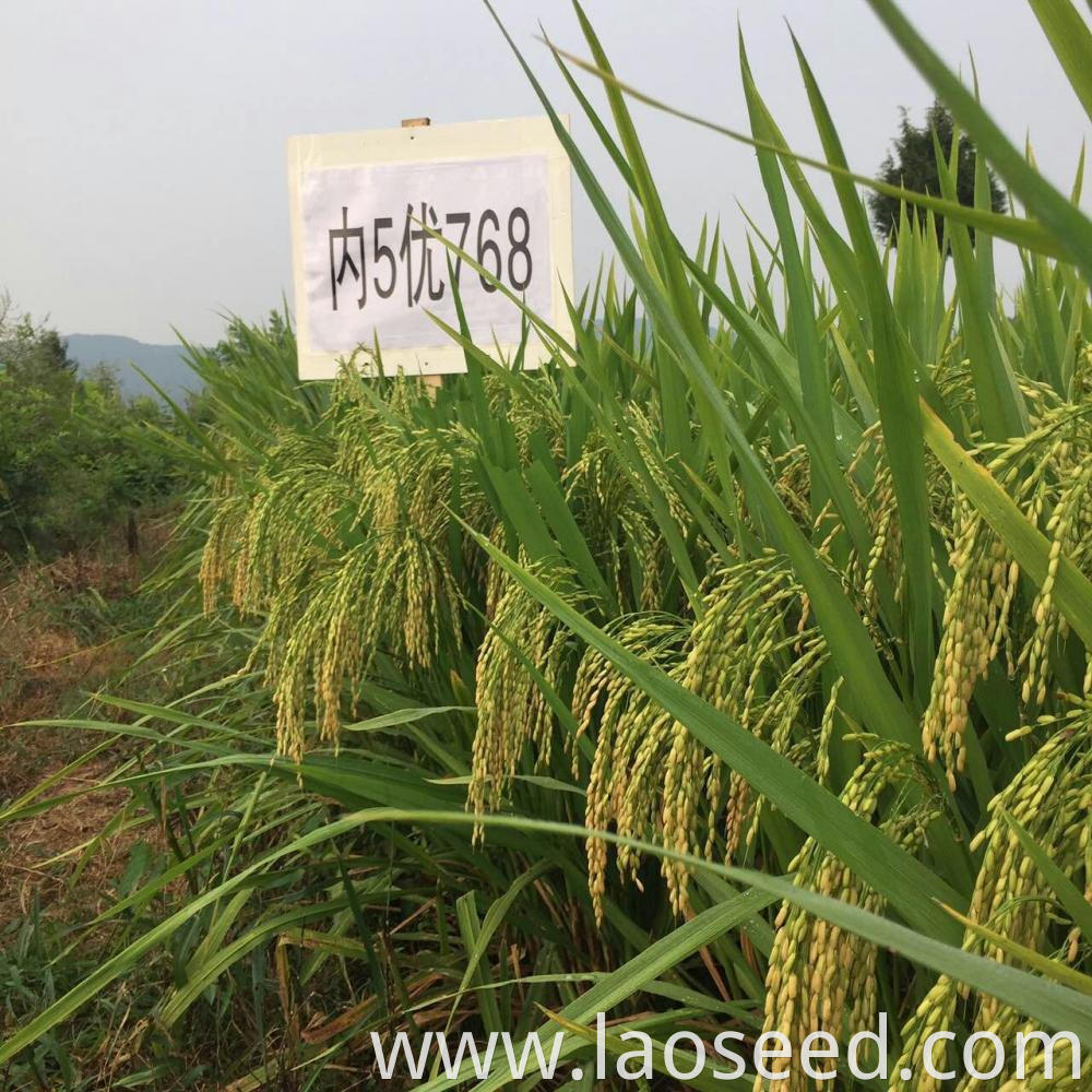 hybrid paddy seeds